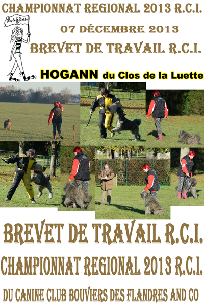 HOGANN du Clos de la Luette Brevet de travail en RCI ©